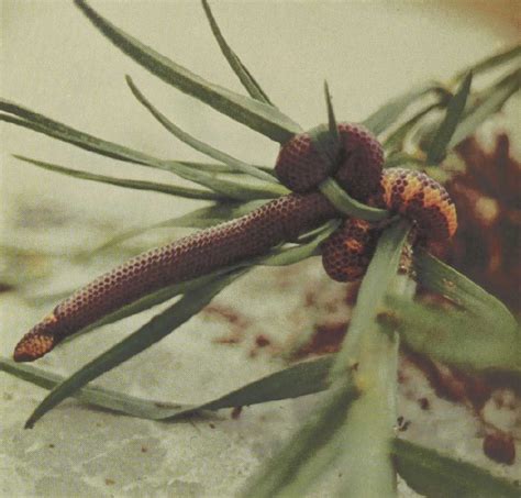 Reptiles Of The World Red Blotched Shield Tail Gans Collections And