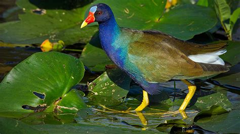 Top 999 Everglades National Park Wallpapers Full HD 4K Free To Use