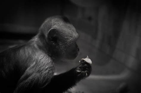 Premium Photo Close Up Of Monkey Eating Food