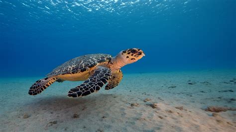 Bbc World Service Crowdscience How Do Sea Turtles Navigate