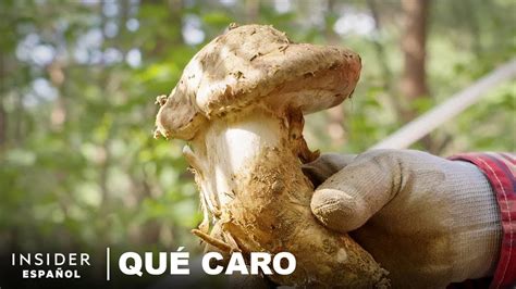 Por qué los hongos matsutake son tan caros Qué caro YouTube