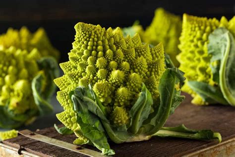 How To Start Romanesco Broccoli Farming A Step By Step Growing Guide