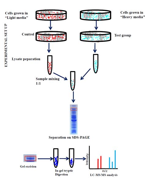 Silac A General Workflow For Improved Mass Spectrometry