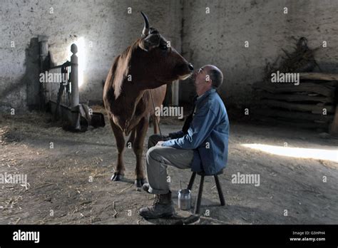 One Man And His Cow Original Title La Vache The Cow Is A 2016