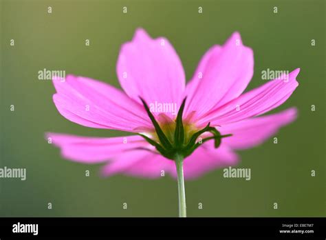 Close Up Of A Garden Cosmos Or Mexican Aster Cosmos Bipinnatus In