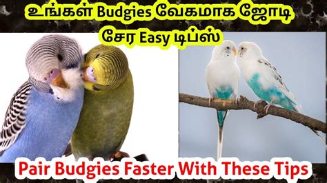 Top Steps For Pairing Budgies Easily In Tamil Budgies Easy Pairing