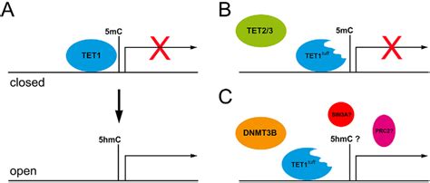 Modeling Tet1 Function And The Dominant Negative Effect Of Tet1 Tuft