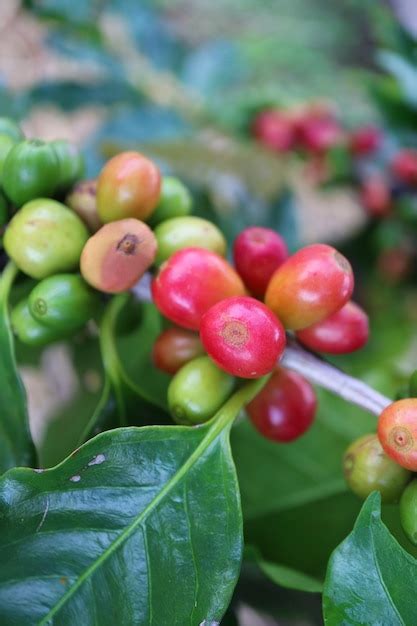 Premium Photo Vertical Image Of Bunch Of Ripening Coffee Cherries On