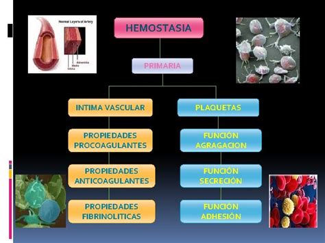 Universidad Veracruzana Facultad De Bioanalisis E E Hemostasia