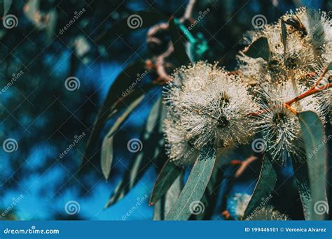 Close Up Of A Flowering Eucalyptus Plant Stock Image Image Of Botany