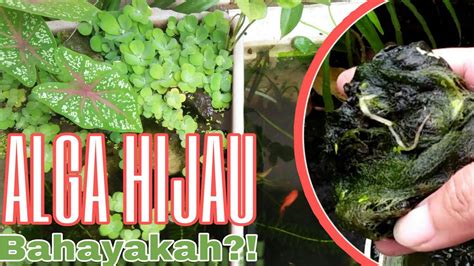 Manfaat Baik Buruk Lumut Hijau Alga Hijau Di Kolam Atau Akuarium Ikan