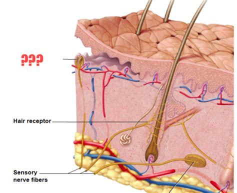 Chapter 6 Integumentary System Flashcards Quizlet