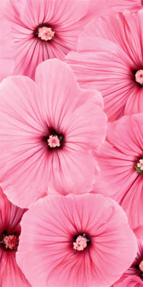 [200+] Pink Flowers Aesthetic Backgrounds | Wallpapers.com