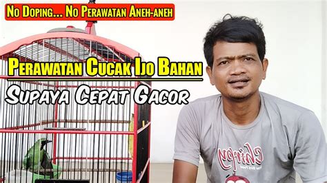 Perawatan Cucak Ijo Bahan Agar Cepat Bunyi Cara Merawat Cucak Ijo