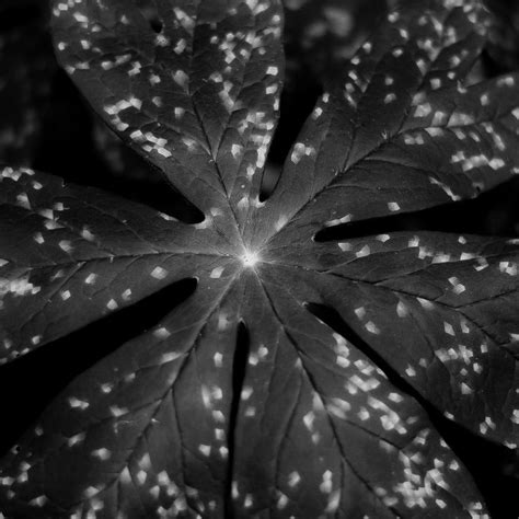 Thicket Details 066 | Thicket, Plant leaves, Black and white