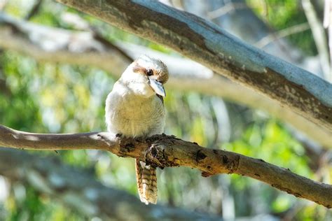 Kookaburra Joven Pájaro Foto gratis en Pixabay Pixabay