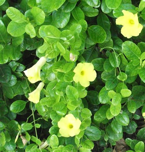 Allamanda Yellow Creeper Santhi Online Plants Nursery