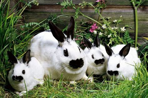 Taxonomía Del Conejo Origen Y Habilidades Conejitos