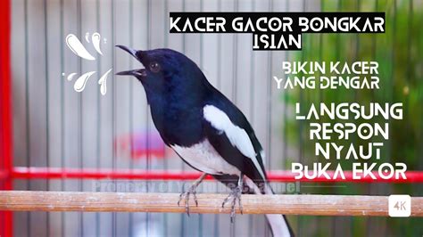 Kacer Gacor Bongkar Isian Bikin Kacer Yang Dengar Langsung Respon Nyaut