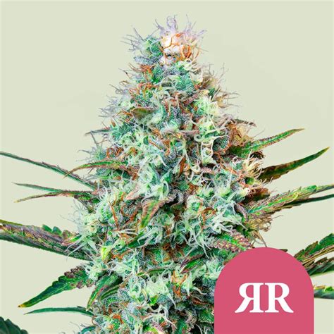 Adquira As Suas Sementes Feminizada Royal Runtz Royal Queen Seeds