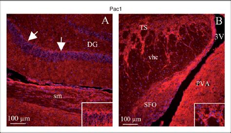 Figure 1 From Cellular Distribution Of PACAP 38 And PACAP Receptors In