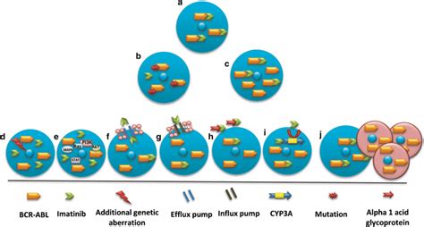 Mechanisms Of Resistance Towards Imatinib A Sufficient Amount Of