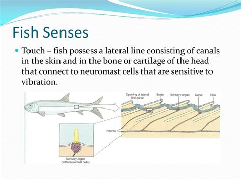 Ppt Internal Physiology Of Fishes Powerpoint Presentation Free