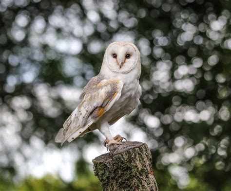 Seven Owls You Can See In Britain Happy Beaks Blog