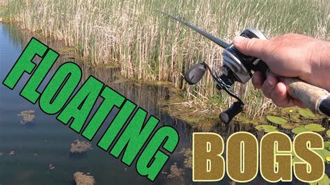 Ripping Largemouth Bass Out Of Floating Cattail Bogs Youtube