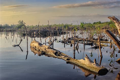 La Exitosa Reforestaci N De Manglares En Oaxaca