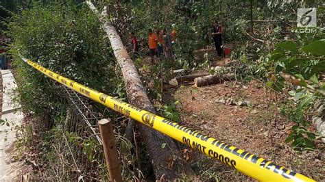 Pernyataan Soal Pohon Sengon Yang Disebut Biang Kerok Mati Lampu