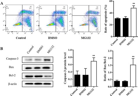 Effects Of Mg Treatment On Aecii Apoptosis During Hyperoxia