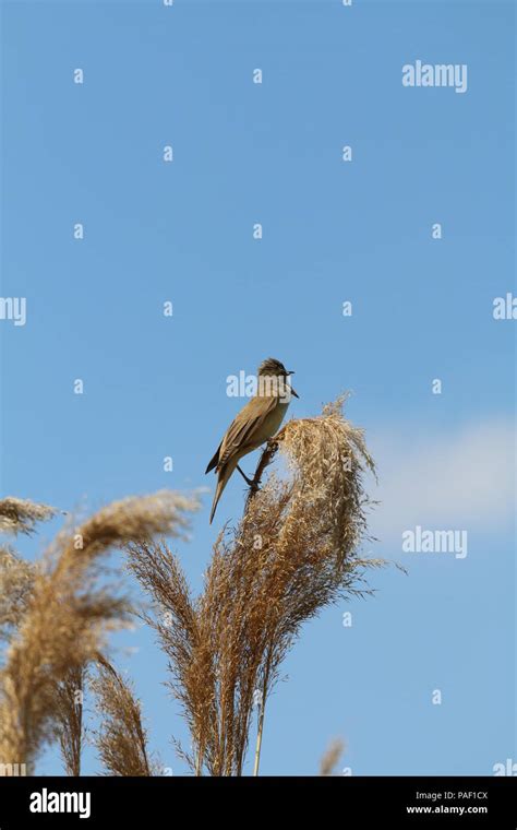 Marsh Warbler Acrocephalus Palustris Stock Photo Alamy