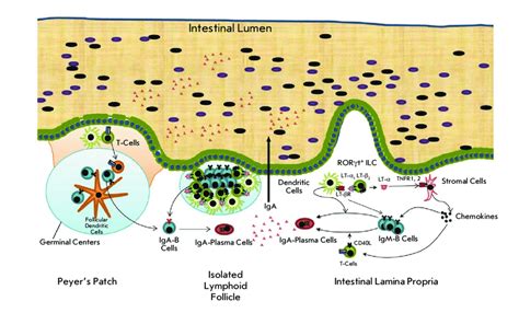 The lymphoid system in the small intestine and a scheme of the IgA ...