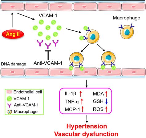 Vcam