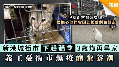 【新冠肺炎】馬鞍山新港城街市下趕貓令 3歲貓再尋家 義工憂街市爆疫釀棄養潮 晴報 家庭 熱話 D200806