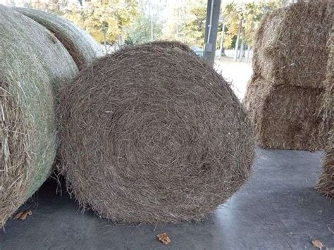 2 Round Bales 2nd Orchard Grass Mix 4x4 Rogers Community Auction Inc