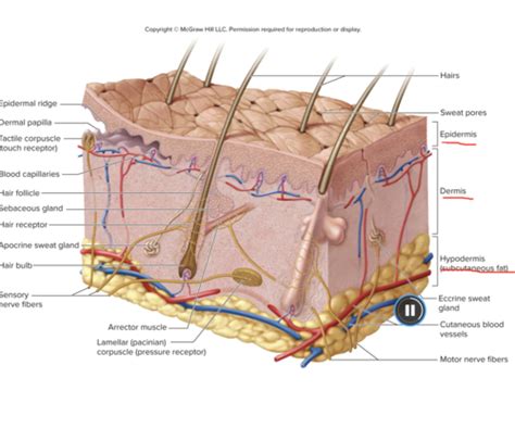 Integumentary System Flashcards Quizlet