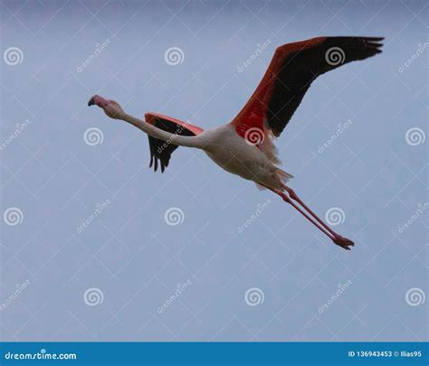 Beautiful Flamingos Flying Get Images