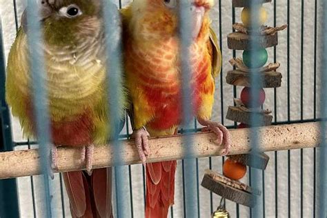 Green Cheek Conures Bonded Pair