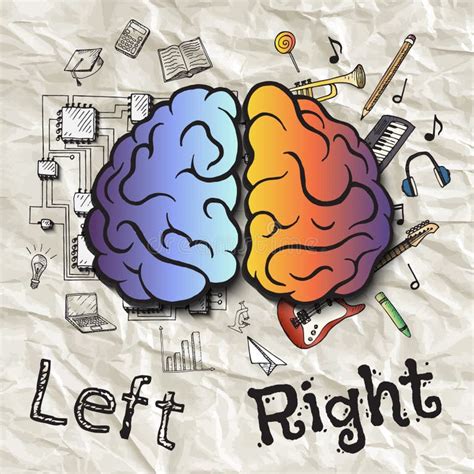 Left Right Hemispheres Brain Stock Illustrations 488 Left Right