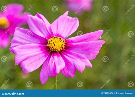 Flor Cor De Rosa Do Cosmos Cosmos Bipinnatus Fundo Borrado Foto