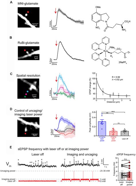 Uncaging Caged Glutamate At Single Spines Evokes Uncaging U EPSPs