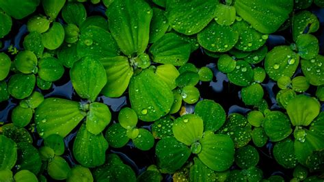 Pistia Stratiotes Plants Floating On Water 19558234 Stock Photo At Vecteezy