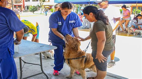 Campañas veterinarias gratuita Noticias Municipalidad Provincial