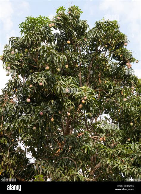 Fruit Bearing Tree Example At William Wooden Blog