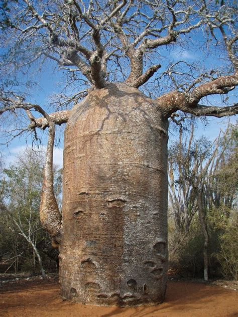 Baobab Tree stock photo. Image of thick, ifaty, naked - 5400184