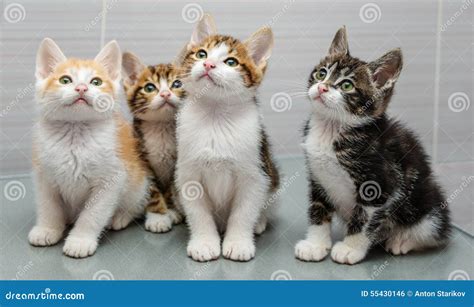 Four Kittens Stock Photo Image Of Looking Adorable 55430146