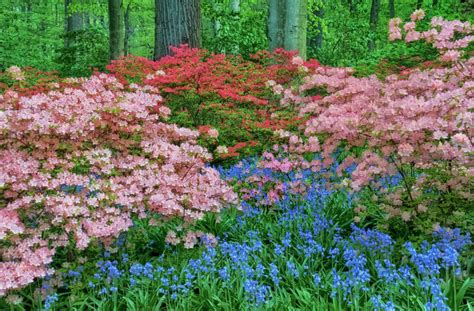 USA, Delaware, Winterthur Gardens. Blooming azalea and bluebell flowers in forest. - Stock Photo ...