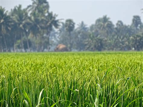 Download free photo of Rice grass,nature,grass,rice,green - from ...